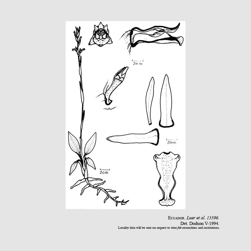 Cyclopogon luerorum